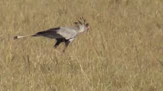 Secretary Birds [upl. by Milson476]