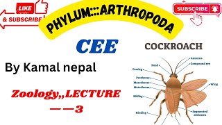 Phylum ArthropodaCee best lecture with notes lecture3 [upl. by Karlise]