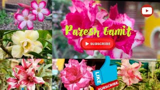 Adinyam Plant  Adinyam Flowers  Multicolor  Adinyam Bonsai  Priti Nursery amp Farm  Paresh Gamit [upl. by Carol-Jean]