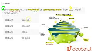 Secretory vesicles are pinched off as zymogen granules from  side of dictyosomes [upl. by Gilmour]