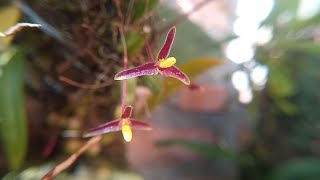 Review Anggrek Bulbophyllum Violaceum orchid jungle nature [upl. by Alecia]