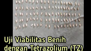 Uji Viabilitas Benih dengan Tetrazolium TZ benihtanaman viabilitas benihunggul [upl. by Laundes]