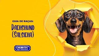 Tudo sobre o Dachshund  Guia de Raças Chemitec [upl. by Lorilyn]