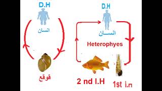 Parasitology Infection module part 3 Trematoda Dr Khaled habib [upl. by Davita71]