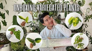 🪴 UNBOXING PLANTS FROM ROOTGREENHAUS  Variegated Wishlist Plants  📦 [upl. by Gillmore]