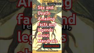 Sex and Death Amazing facts and legends about Mandrake [upl. by Yecad]