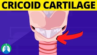 Cricoid Cartilage Medical Definition  Quick Explainer Video [upl. by Dorran]