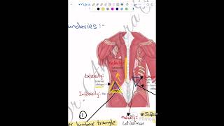 Triangle of auscultation and Lumbar Triangles [upl. by Janene426]