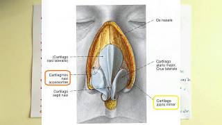 Burun Anatomisi Nasus [upl. by Akcira]