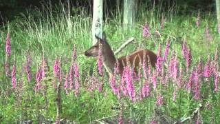 Jagd im Juni  Sommerjagd auf Rotwild Teil 2  Beute machen [upl. by Adore]