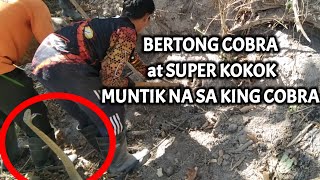 BERTONG COBRA AT SUPER KOKOK MUNTIKAN NA SA KING COBRA  KINGCOBRA [upl. by Anitsrihc]