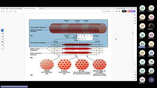 Excitationcontraction coupling By Dr Ahmed alssinnari [upl. by Farro]