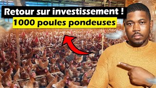 Combien dargent rapporte une ferme de 1000 poules pondeuses [upl. by Questa]