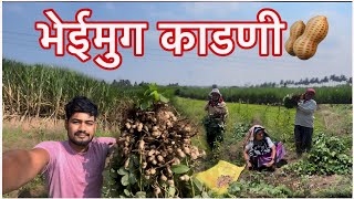 भेईमुगा ला शेगा लई पण गवताणी डोक खाल 😠🌱 minivlog chaltayki chaltaykivlog [upl. by Alanson646]