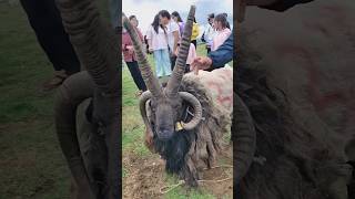 Big horn sheep 🥵🥵 foryou sheepworld sheepworld animals goat sheeps trendingshorts youtube [upl. by Hola]