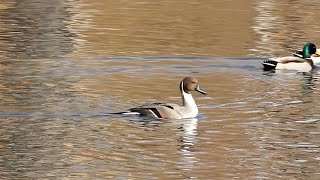 Northern Pintail part 1 Central Park NYC [upl. by Marpet]