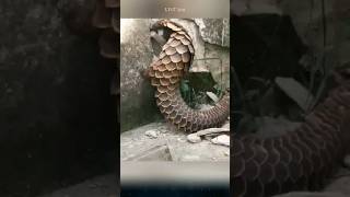 Top 5 interesting facts about pangolins that you might not know pangolin pangolins animals [upl. by Caprice]