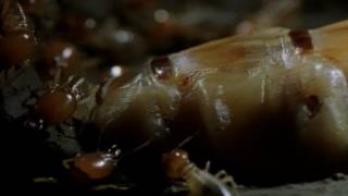 Her Majesty the Termite Queen  National Geographic [upl. by Kaz]