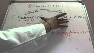 Biochemistry carbohydrate Hexose mono phosphate shuntbiochemistry cyclesmetabolism [upl. by Nnael]