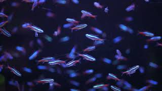 Neon Tetra Aquarium  10 Hours of Mesmerizing Fish in HD [upl. by Brodsky]