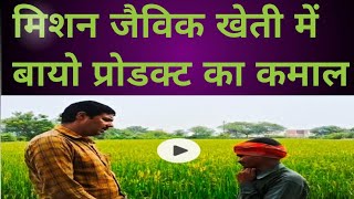 Paddy me Bio Product Ka Kamaal धान की फसल में बायो प्रोडक्ट का कमाल [upl. by Sidonnie]