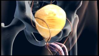 Animation Male Urinary System  3D Medical  ABP © [upl. by Eirffej385]