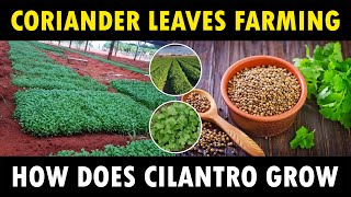 Coriander Farming  How does Cilantro grow  How to grow Coriander at Home [upl. by Maxfield455]