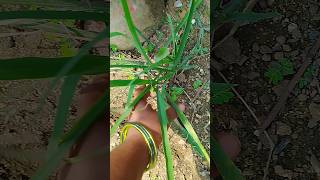 Medicinal herbs plantsyoutube vairalshortvideo [upl. by Kennedy945]