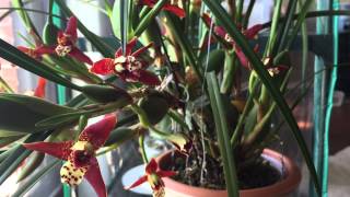 My Coconut Orchid is Exploding [upl. by Kobylak]