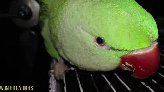 Beautiful Parrot Natures Masterpiece Parrot Bird TalkingParrot Parakeet Alexandrine [upl. by Vesta]