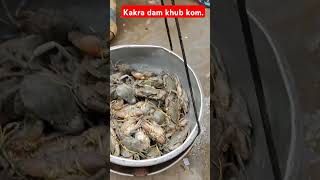 kakra dam khub kom fishing fishbeatz fishcooking machchi fish fishcutting machhi food [upl. by Aeret355]