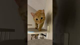 Shelf zoomies cats catlover animals kitty cute cutecat orangecat zoomies pets catshorts [upl. by Ssenav382]