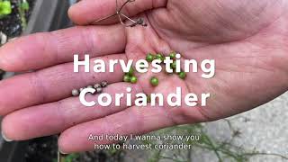 How to Harvest Coriander [upl. by Spieler]