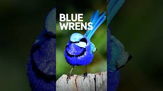 Australias Electric Blue Wrens Natures Tiny Supermodels [upl. by Mahseh]