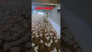 Racking krty howay broiler control shed poultrylife meat  poultaryfarm [upl. by Erehpotsirhc764]