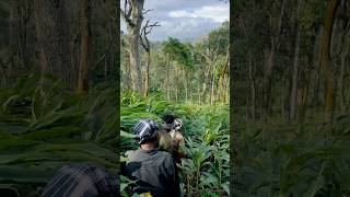 Cardamom harvesting season 🪽cardamom spices kerala wholesale india plantation plants [upl. by Verna140]