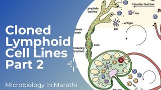 Cloned Lymphoid Cell Lines Part 2  Cell Culture Techniques  MicroBiology in Marathi [upl. by Gertrude]