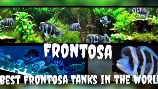 World best Frontosa Tanks [upl. by Theobald]