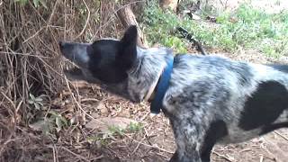 Dog vs Electric fence [upl. by Pirozzo72]