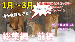 旭山動物園ライオンファミリー オリトとイオ夫婦とフウ・レイ・イト2023年1月〜3月総集編 前編 [upl. by Fante]