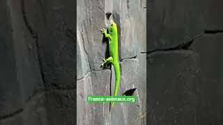 Phelsuma madagascariensis [upl. by Ahsemit557]