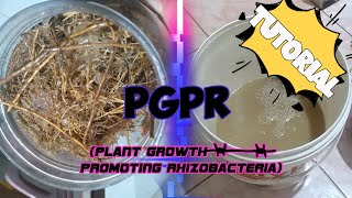 How to Make PGPR Plant Growth Promoting Rhizobacteria [upl. by Kurtis]