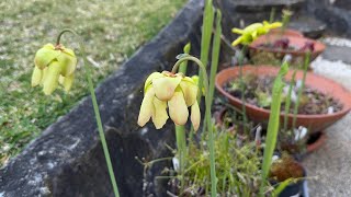 FULL SPRING COLLECTION TOUR Nepenthes Sarracenia and more [upl. by Neiv]