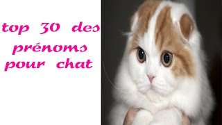 top 30 des prénoms pour chat [upl. by Gredel]