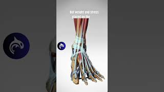 The Incredible Structure of the Foot  3D Animation anatomy [upl. by Hull]