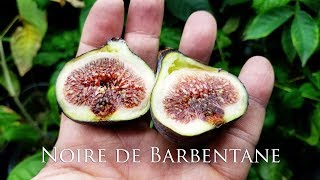 Tasting Noire the de Barbentane and Tauro Main crop figs 2018 [upl. by Artemis]