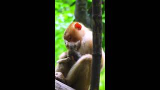 Watch the Heartwarming Bond Between Monkey Sheba and Her Adorable Baby Cat A Touching Tale of Love [upl. by Darce]