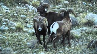 Bighorn Sheep rams butting [upl. by Roban762]