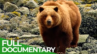 Glacier Bay National Park  Pristine Beauty in Alaskas South  Free Documentary Nature [upl. by Perretta]