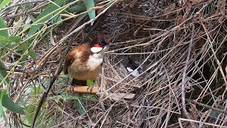 Pycnonotus jocosus nest 紅耳鵯的鳥窩很隱蔽，幾乎和環境融為一體，餵食很謹慎 [upl. by Orabel]